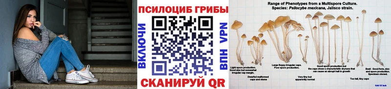 Галлюциногенные грибы Cubensis Сухиничи
